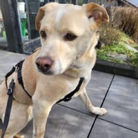 RITZ HAT SICH SO TOLL ENTWICKELT!, Hund zur Adoption