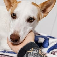 Nico wurde aus der Hölle gerettet, Hund zur Adoption