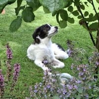 Padma - kleine, große Kämpferin, Hündin zur Adoption