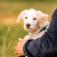 Edi sucht eigene Familie, Hündin zur Adoption