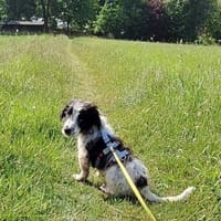 Elfo sucht liebevolles Zuhause, Hund zur Adoption