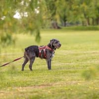 Schenkst du Melody ein neues Leben?, Hündin zur Adoption