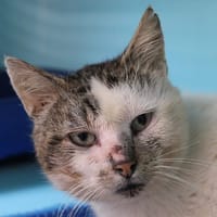 Arturo, chat à adopter
