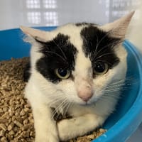 MOJO, chat à adopter