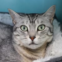 Louloute, chatte à adopter