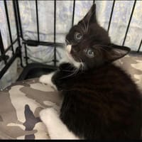 BONNIE, chatte à adopter