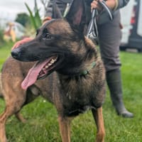 PRINCE, chien à adopter