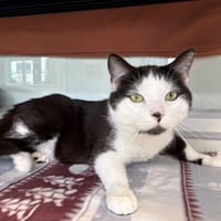 KRISKET, chat à adopter