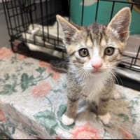 BOLD, chatte à adopter
