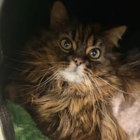 SPLASH, chatte à adopter