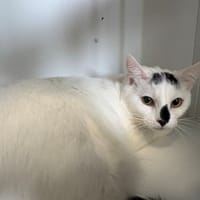 SPELLITO, chat à adopter