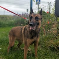 TALYA, chienne à adopter