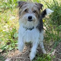POLATOUCH, chien à adopter