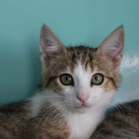 SNIKERS, chatte à adopter