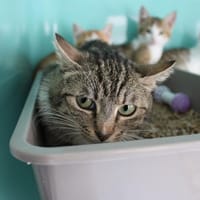 Milkyway, chatte à adopter