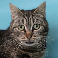 Choucroute, chatte à adopter