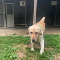 TICTAC, chien à adopter