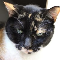 Orly, chatte à adopter