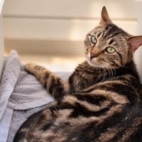Ezyo [FIV+], chat à adopter