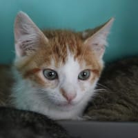 Bounty, chat à adopter