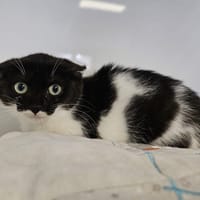 Anis, chatte à adopter
