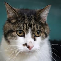 knute, chat à adopter