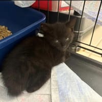 LEO, chat à adopter