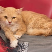 Caramello, chat à adopter