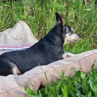 DIANE, chienne à adopter