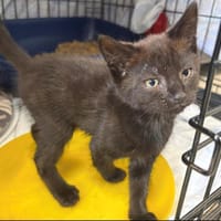 BELLY, chatte à adopter