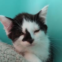 ROY, chat à adopter