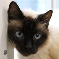 Maki, chatte à adopter
