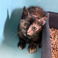 BABELLE, chatte à adopter