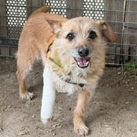 MONCAILLOU, chien à adopter