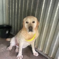 RUSTIK, chien à adopter