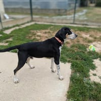 NAPOLITAIN, chien à adopter