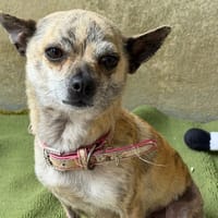 KIRA (En cours d'adoption), chienne à adopter
