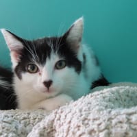 KEILA, chatte à adopter