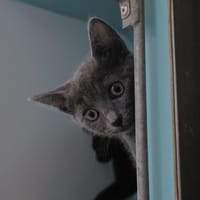 Badiane, chatte à adopter