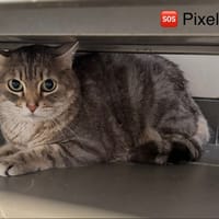 PIXEL, chat à adopter
