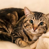 Felix, chat à adopter