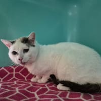 KIKO, chat à adopter