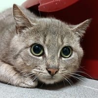BELGY, chat à adopter