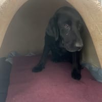 ROSA, chienne à adopter