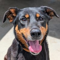 Connie, chienne à adopter