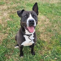 VALKO, chien à adopter