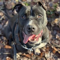 NOKIA HAA24371, chien à adopter
