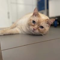 RAMSES, chat à adopter