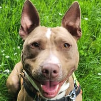 JOKER CHA, chien à adopter