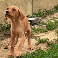 TAMPA, chienne à adopter